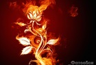 Заказать фотообои Огненный цветок по выгодной цене в Москве